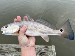 Sciaenops ocellatus