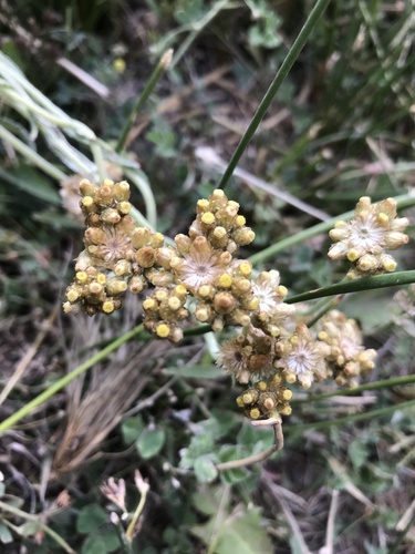 Gnaphalium aldunateoides
