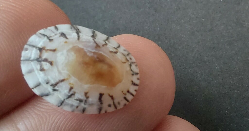 Mexican Striped Limpet