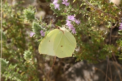 Gonepteryx farinosa