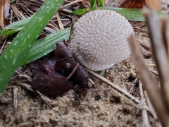 Lycoperdon marginatum