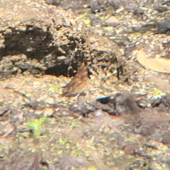 Polygonia interrogationis