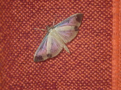 Eulepte concordalis