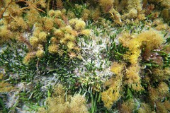 Caulerpa brownii