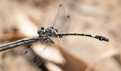 Austroepigomphus praeruptus