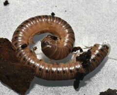 Uroblaniulus jerseyi