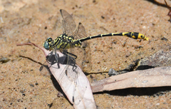 Austrogomphus australis