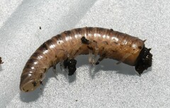 Uroblaniulus jerseyi