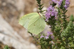 Gonepteryx farinosa