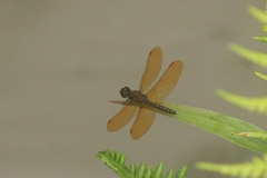 Perithemis tenera
