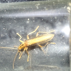 Thelyphassa lineata