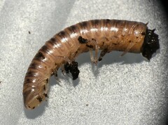 Uroblaniulus jerseyi