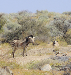 Equus zebra