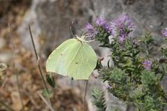 Gonepteryx farinosa