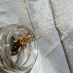 Thelyphassa lineata