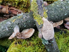 Trametes trogii