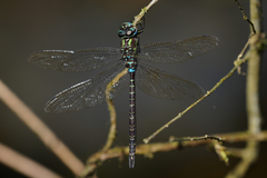 Rhionaeschna psilus