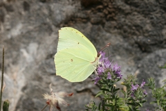 Gonepteryx farinosa