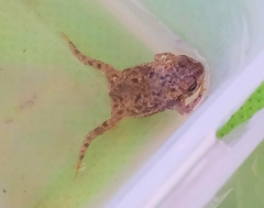 Rhinella