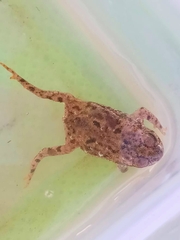 Rhinella