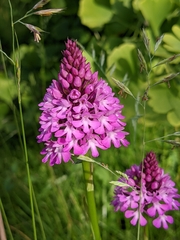 Anacamptis pyramidalis