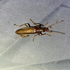 Thelyphassa lineata