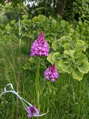 Anacamptis pyramidalis