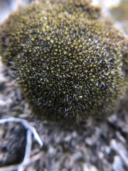 Grimmia laevigata