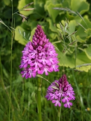 Anacamptis pyramidalis