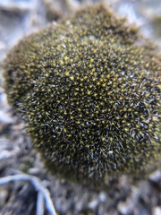Grimmia laevigata