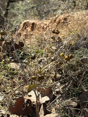 Leptostemonum
