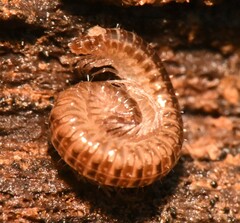 Cleidogona major
