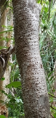 Pandanus tectorius