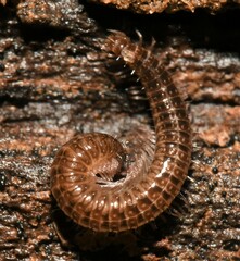 Cleidogona major
