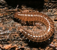Cleidogona major