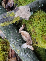 Trametes trogii