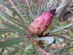 Protea pudens