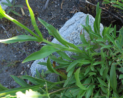 Penstemon confertus
