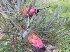 Protea pudens