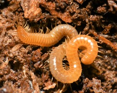 Geophilus varians