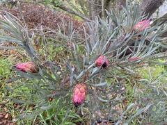 Protea pudens