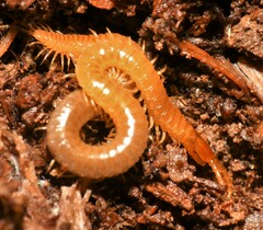 Geophilus varians