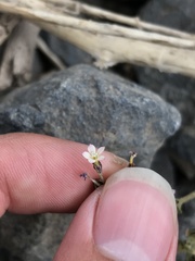 Gilia crassifolia