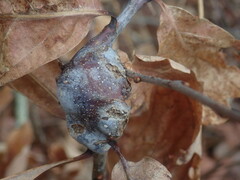 Neuroterus quercusbatatus