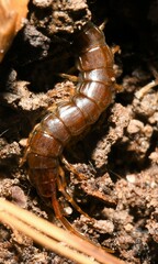 Scolopocryptops nigridius