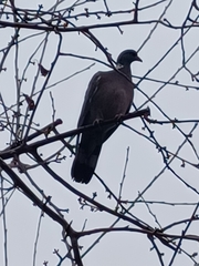 Columba palumbus palumbus