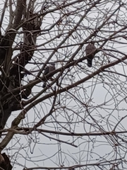 Columba palumbus palumbus