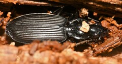 Platynus decentis