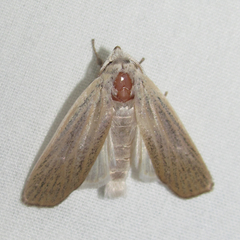 Palpidia pallidior