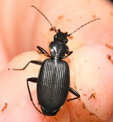 Platynus decentis